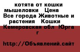 котята от кошки мышеловки › Цена ­ 10 - Все города Животные и растения » Кошки   . Кемеровская обл.,Юрга г.